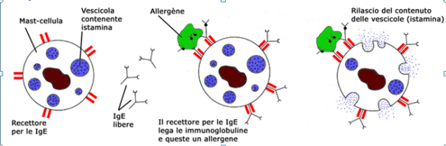 allergene e mastocita